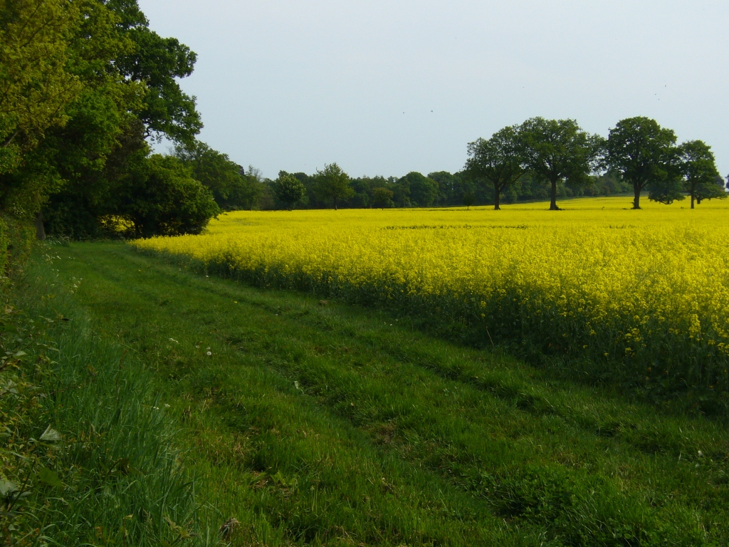 photo of rapeseed fields in Cowfold Sussex