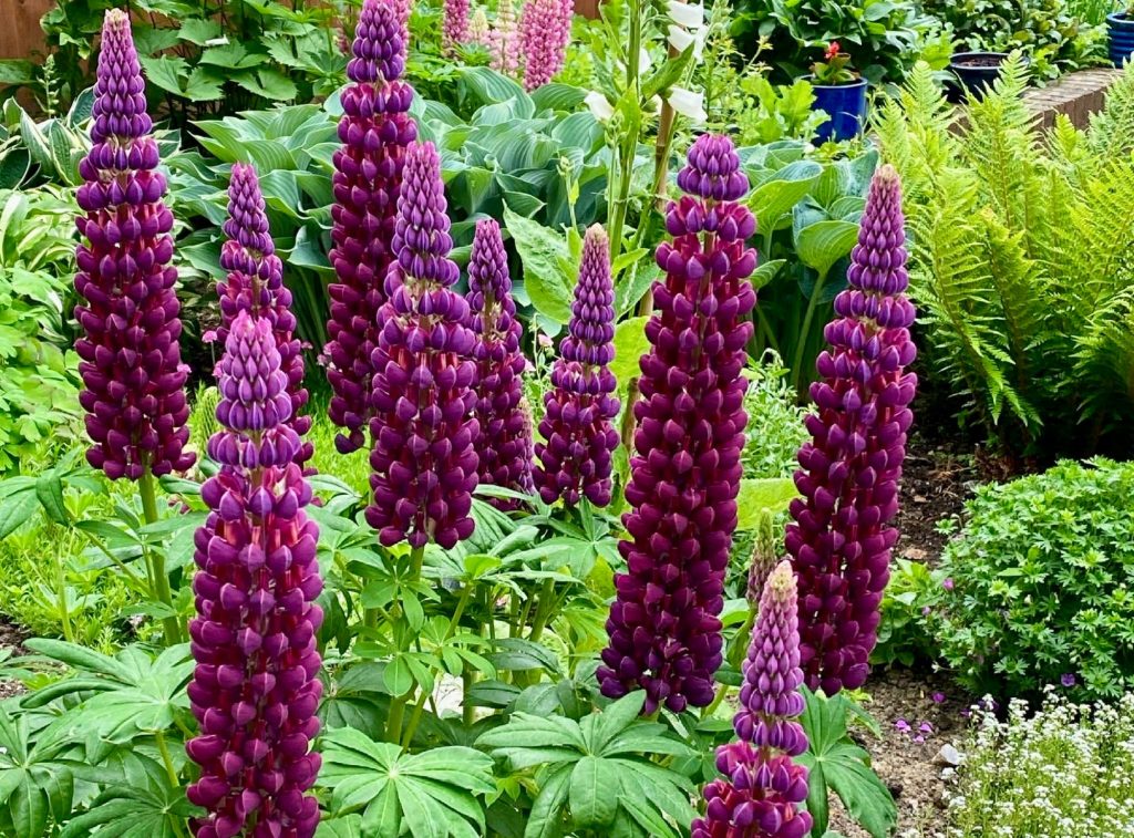 Miz Q 06.18: Poem Beginning With a Line from&nbsp;Macbeth