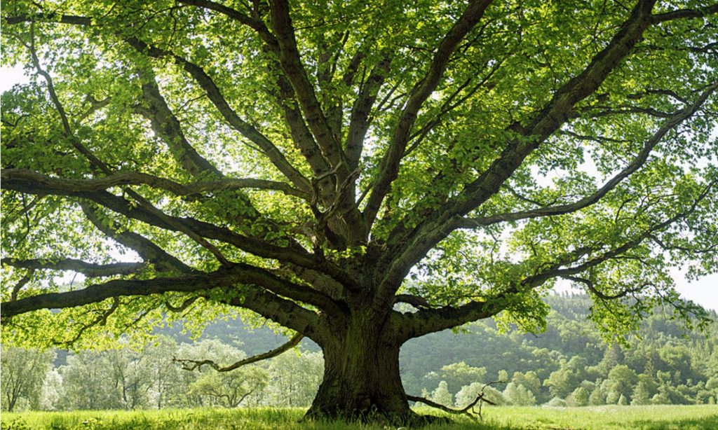 Two American Sentences