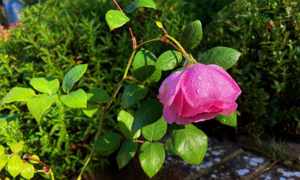 For One Liner&nbsp;Wednesday