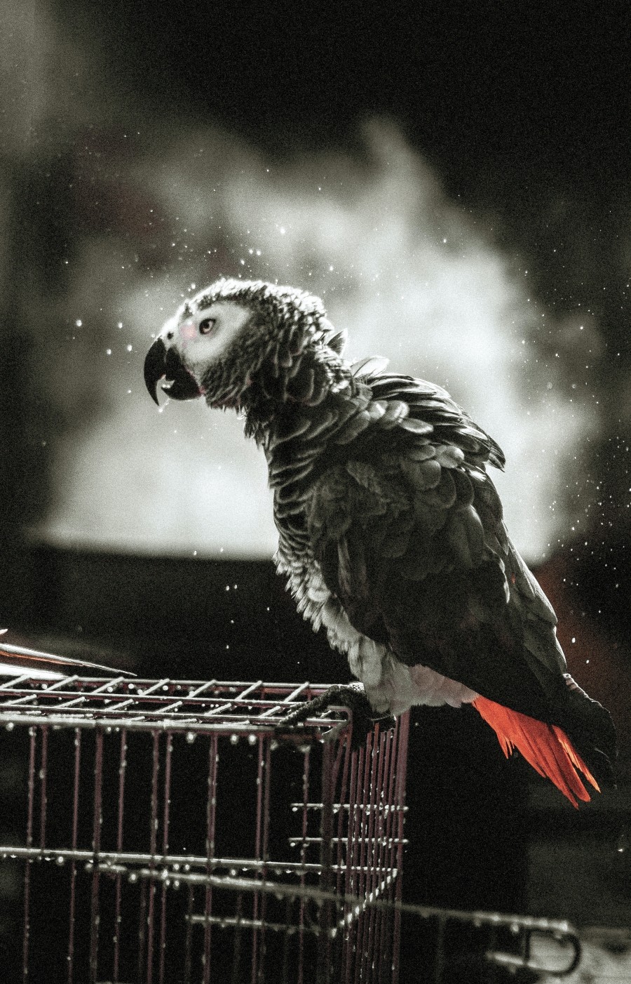 Miz Quickly’s Day 15: About That&nbsp;Bird