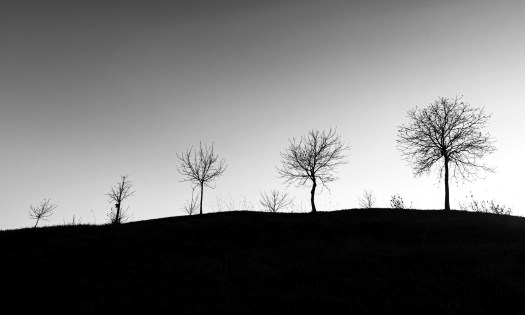 bare trees on a hill