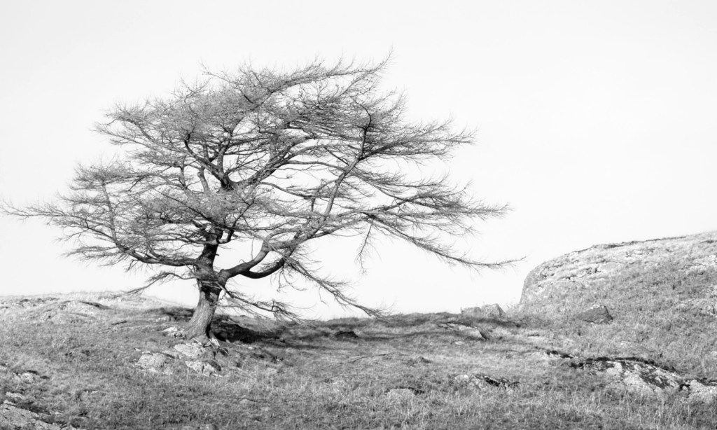 Day 27.1 NaPoWriMo&nbsp;2021