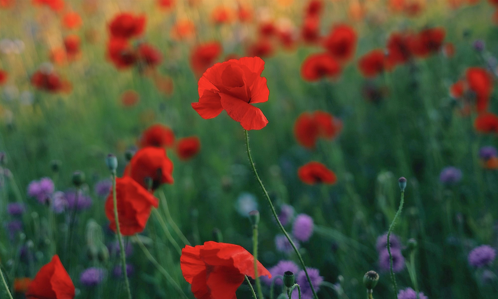 red poppies in a field with purple clover