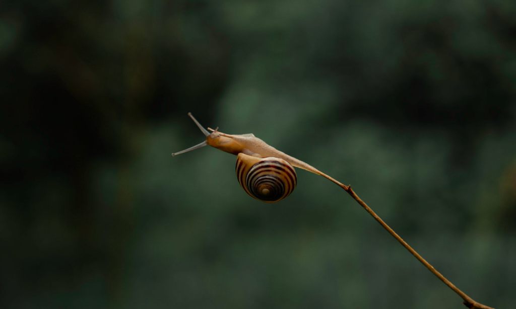 dVerse Poets: Haibun&nbsp;Celebration