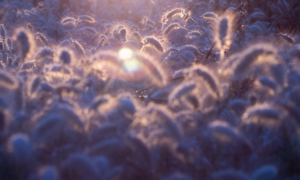 21.1.22 GoDogGo Cafe Version 2