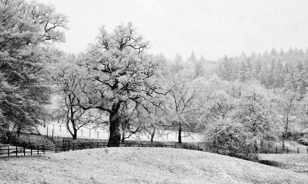 15.02.22 That Old&nbsp;Chestnut