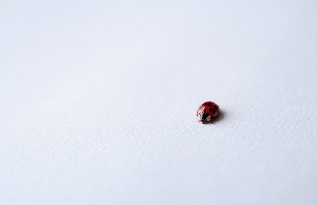 24.03.22: Baby Ladybird