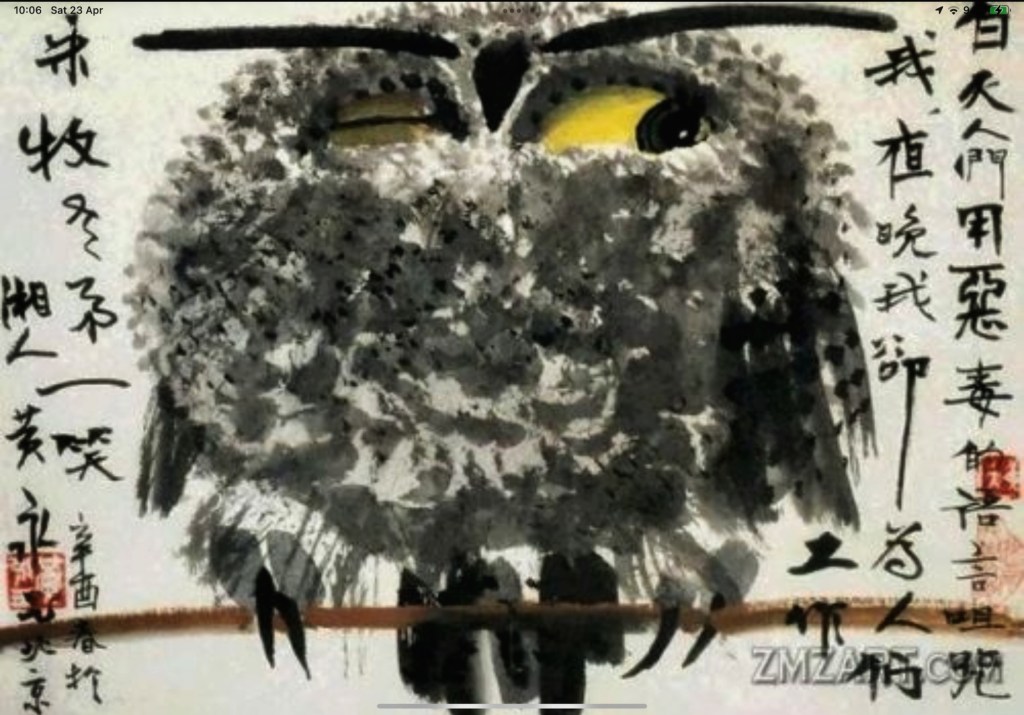 Owl Wink