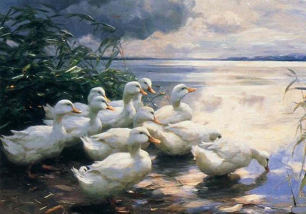 ducks in the morning sun