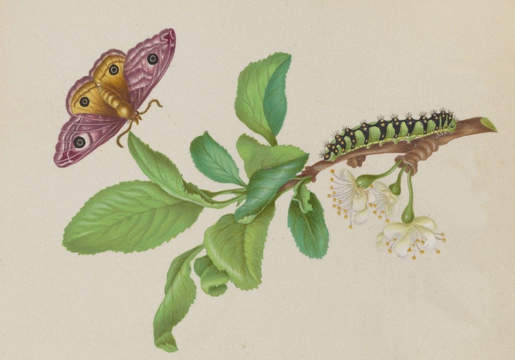 drawing of butterfly and caterpillar