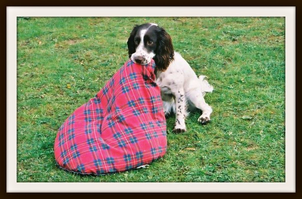 GloPoWriMo Day 17: About The&nbsp;Dog