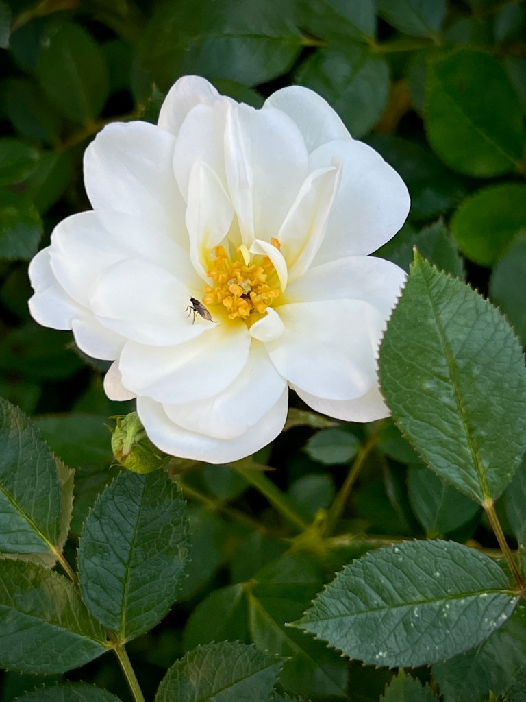 white rose with a fly