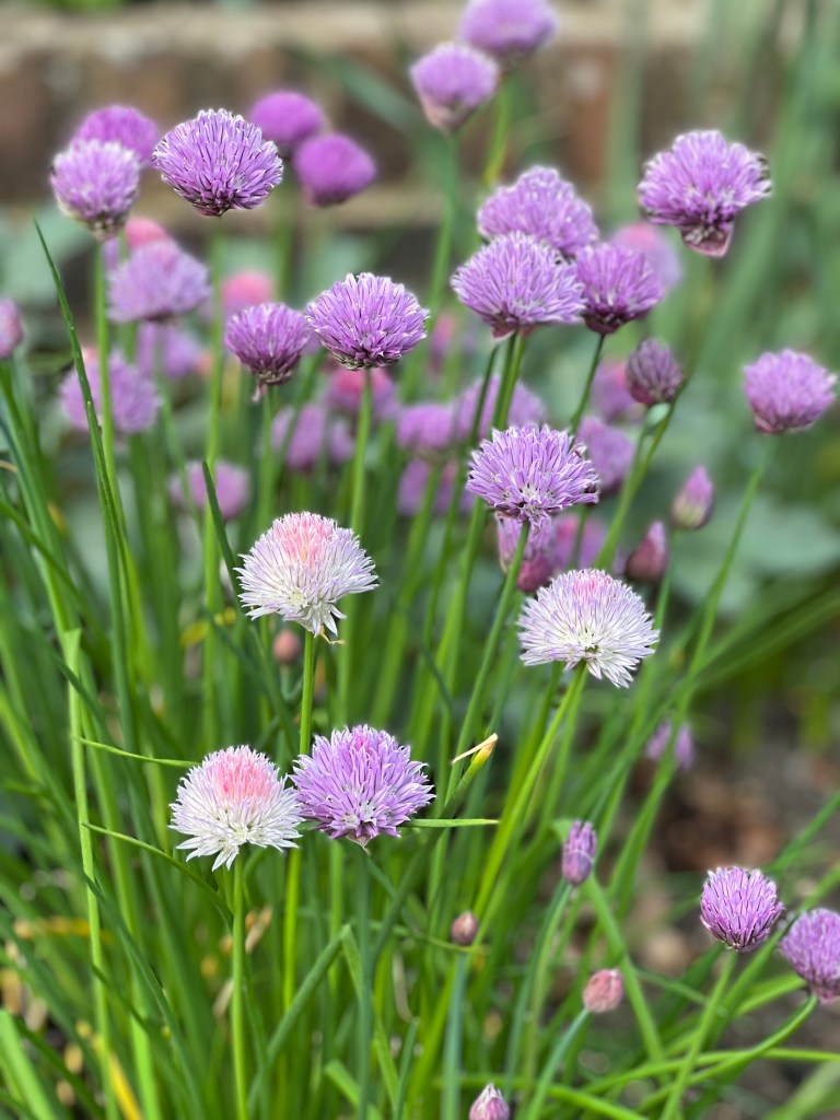 Chives in bloom