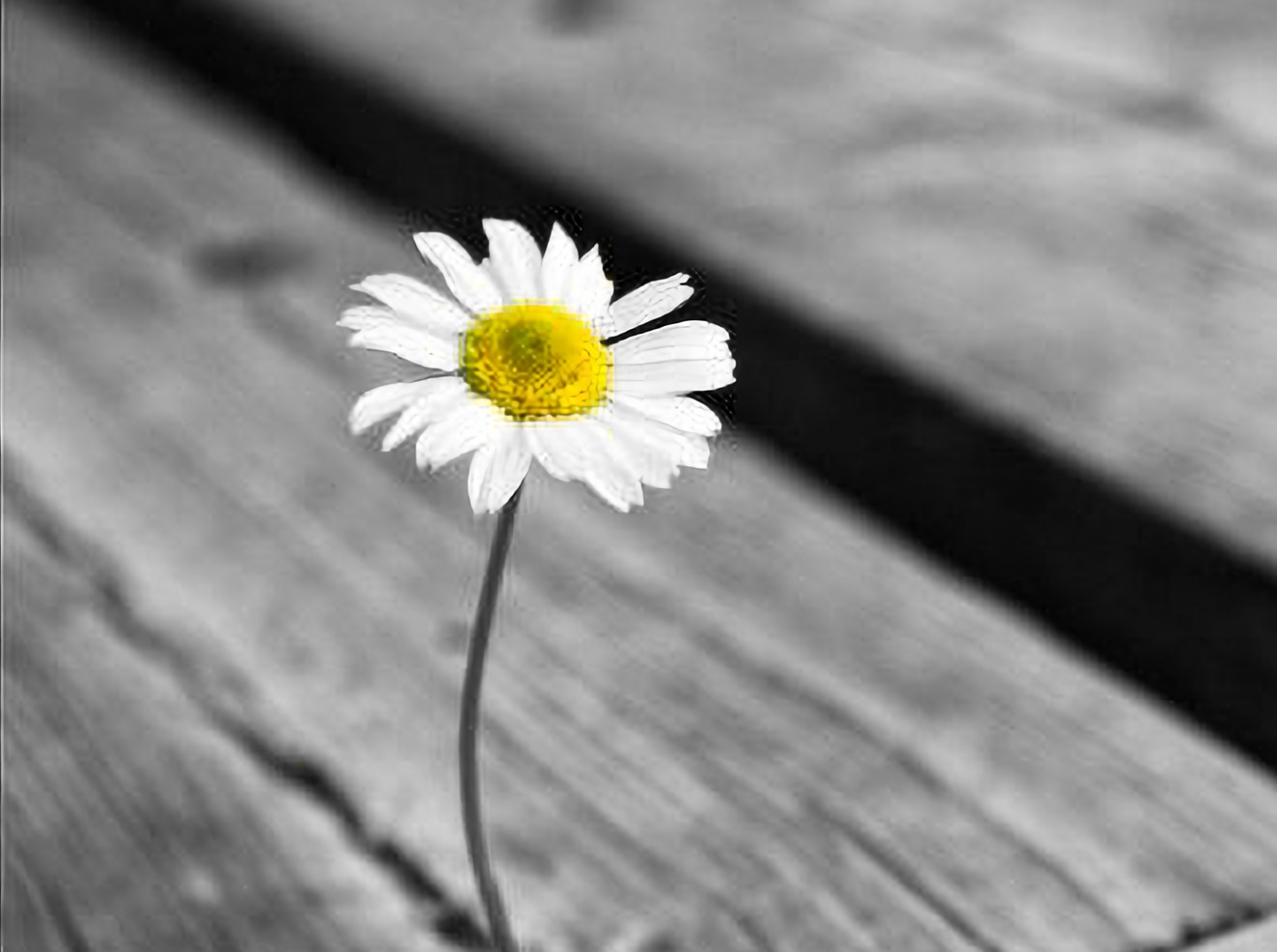 one daisy growing in the gutter.