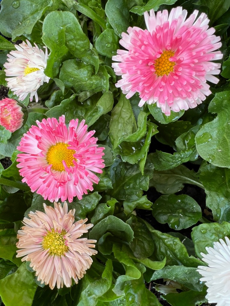 Bellis Perennis