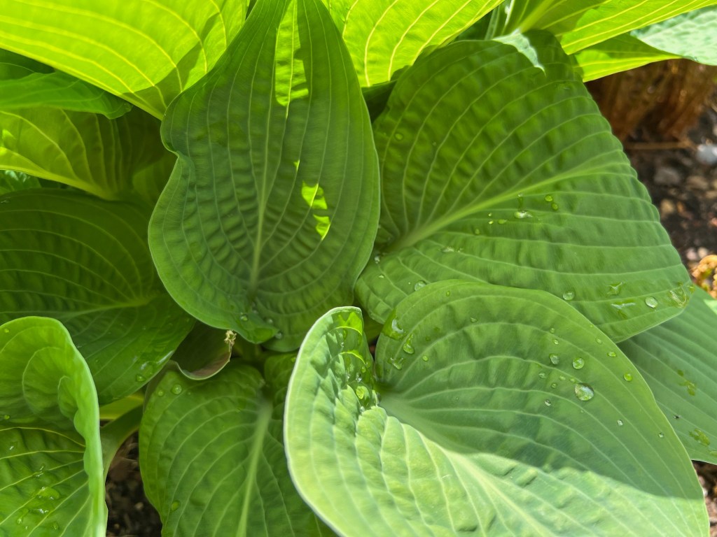 Hostas