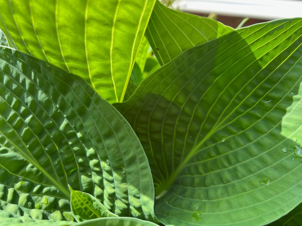 For Cee’s Macro Photo Challenge