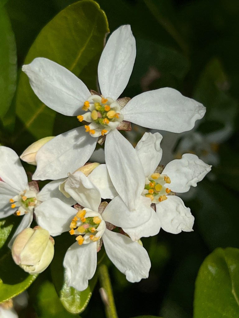Mexican Orange Blossom Choisya Ternata