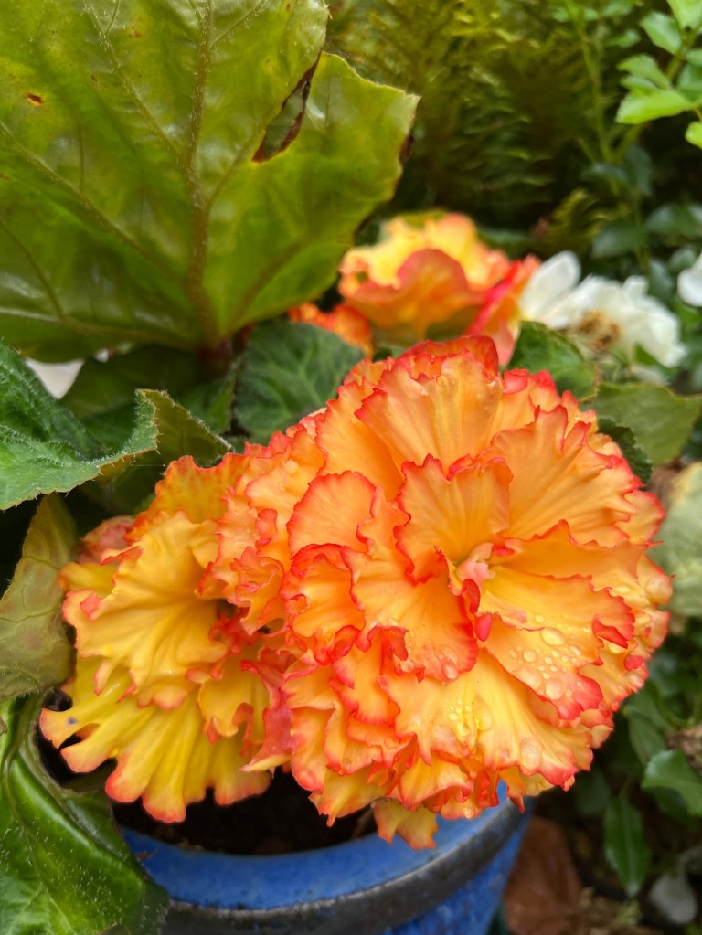 Begonias and grapes and tomatoes 