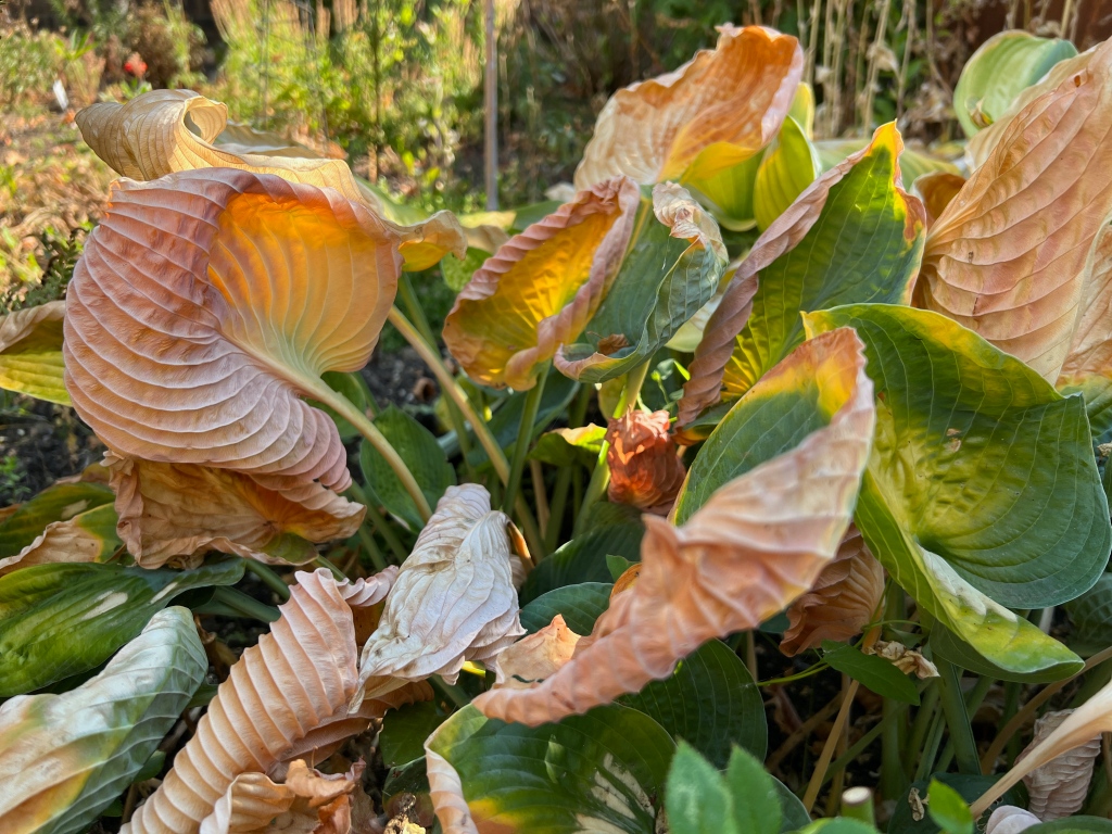 Hostas leaves dry