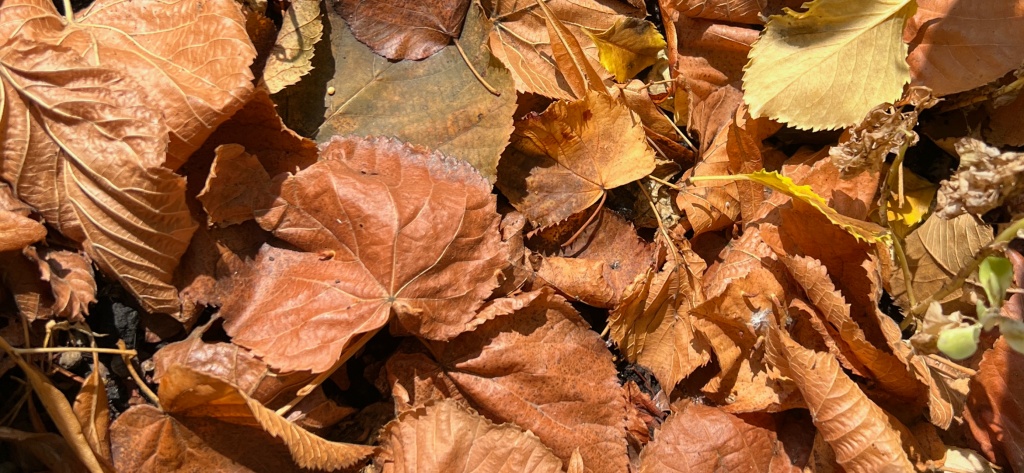 autumn leaves on the ground