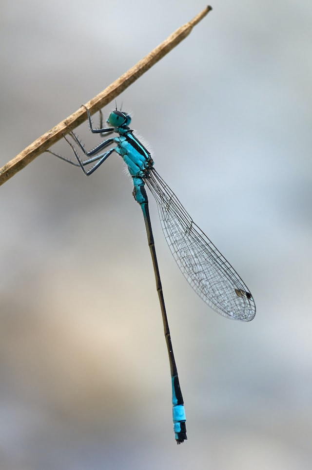 dragonfly