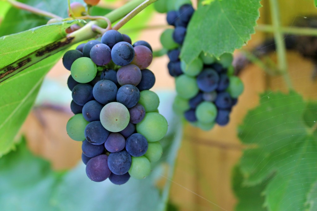 purple grapes on the vine