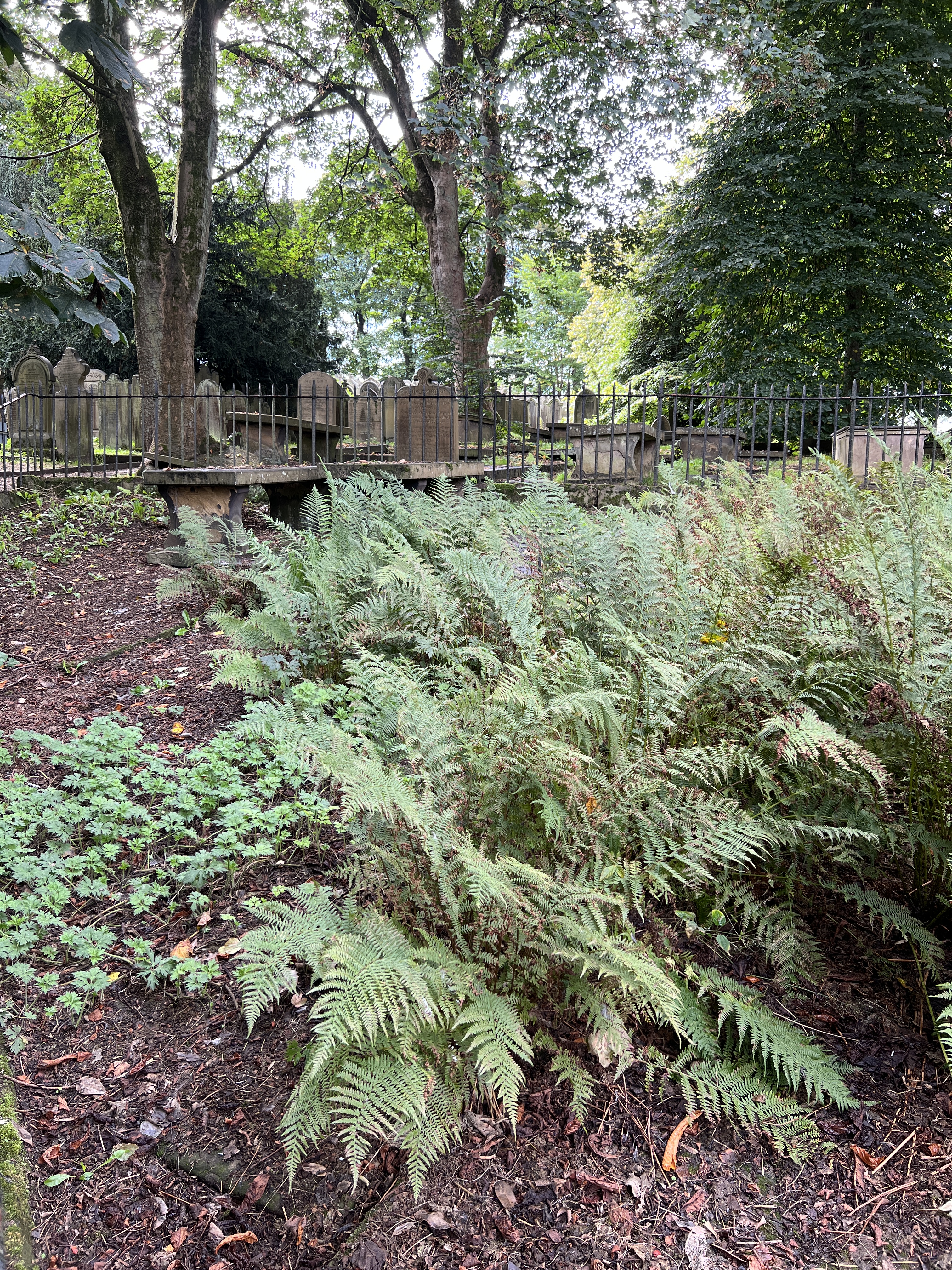 ferns growing in the graveyard