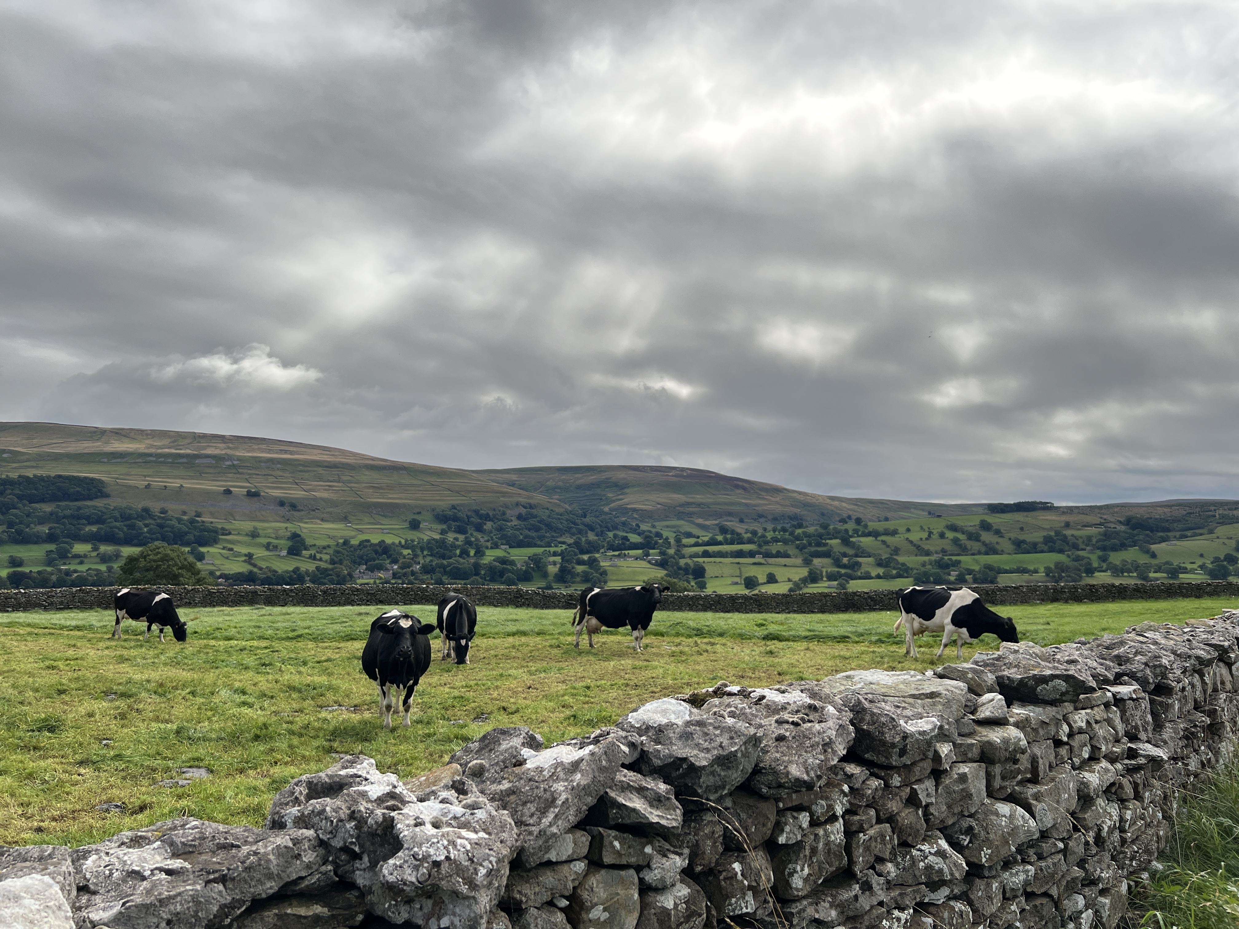 cows and dry stone walls