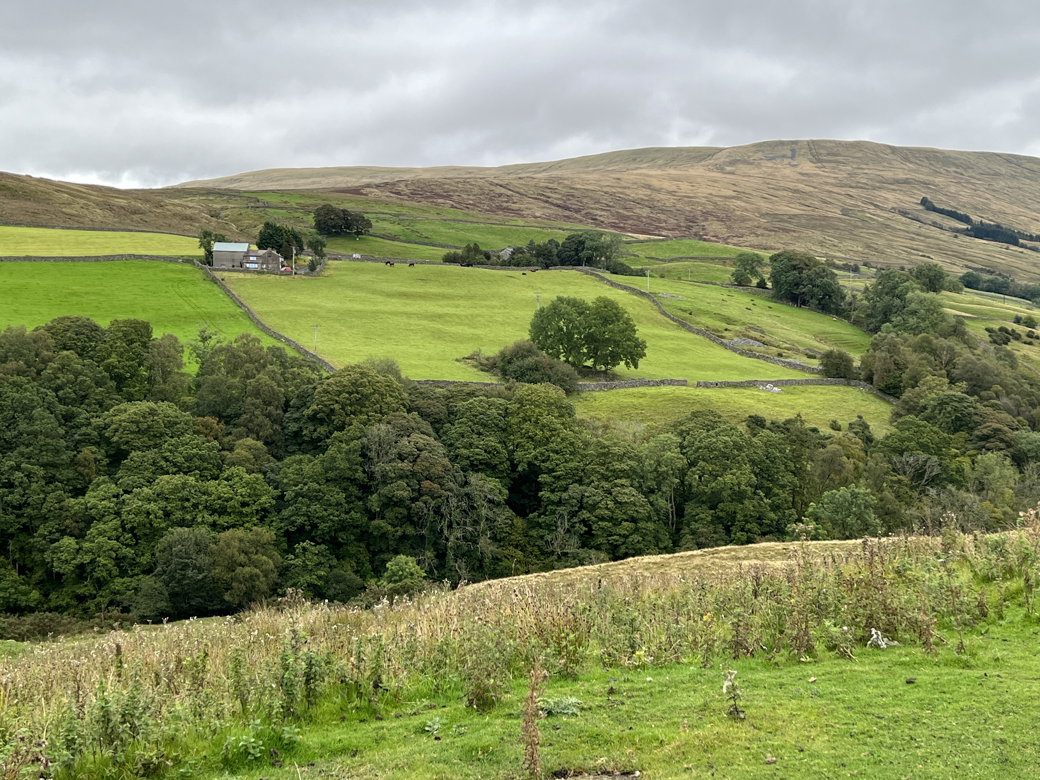 rolling hills, green