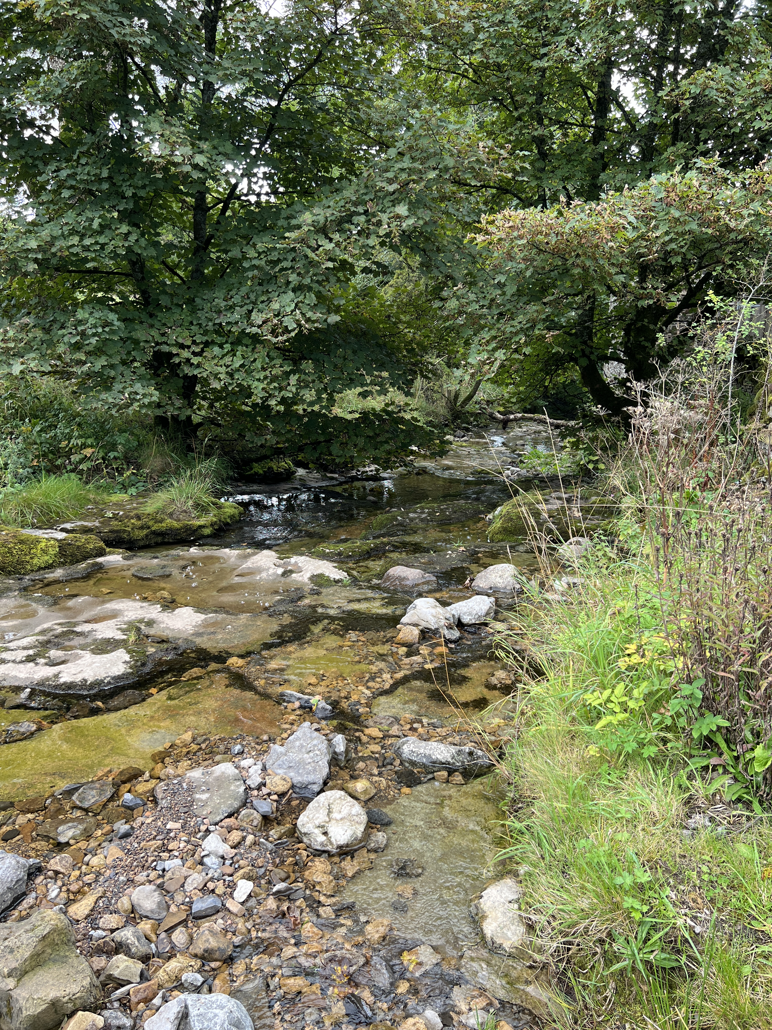 creek tumbling over stones