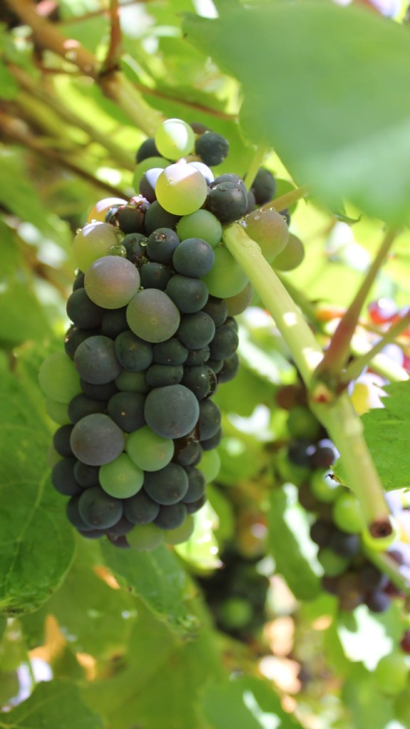 grapes ripening
