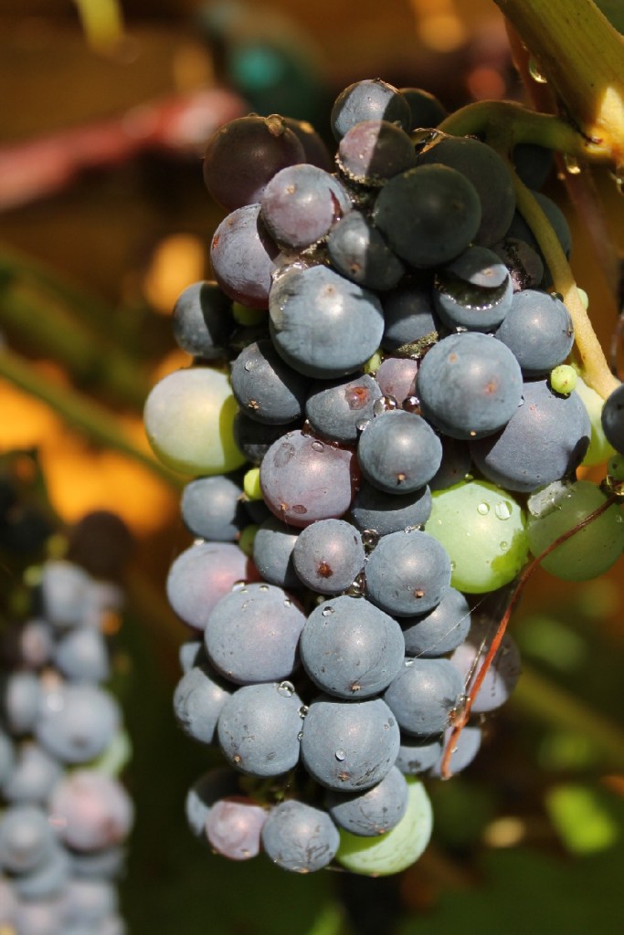 grapes