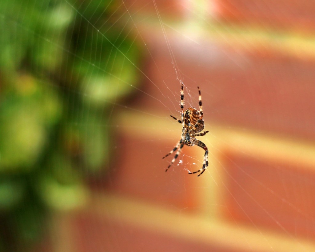 Common garden spider on its web