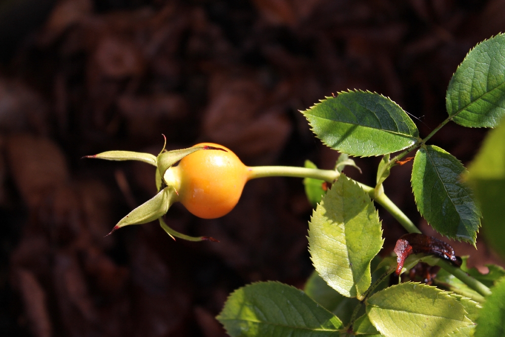 rosehips