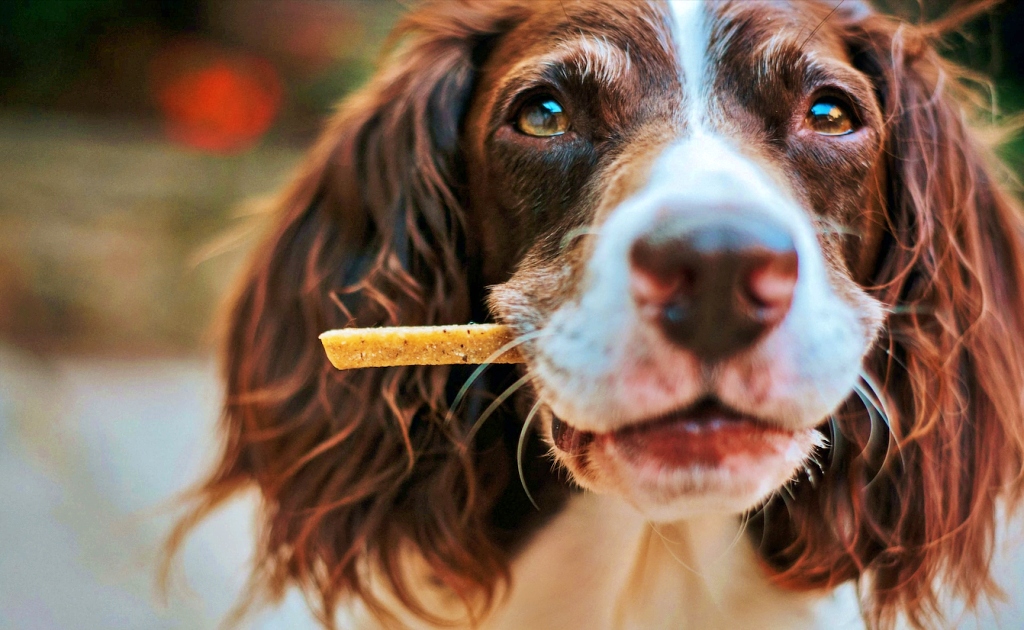 springer spaniel liver and white