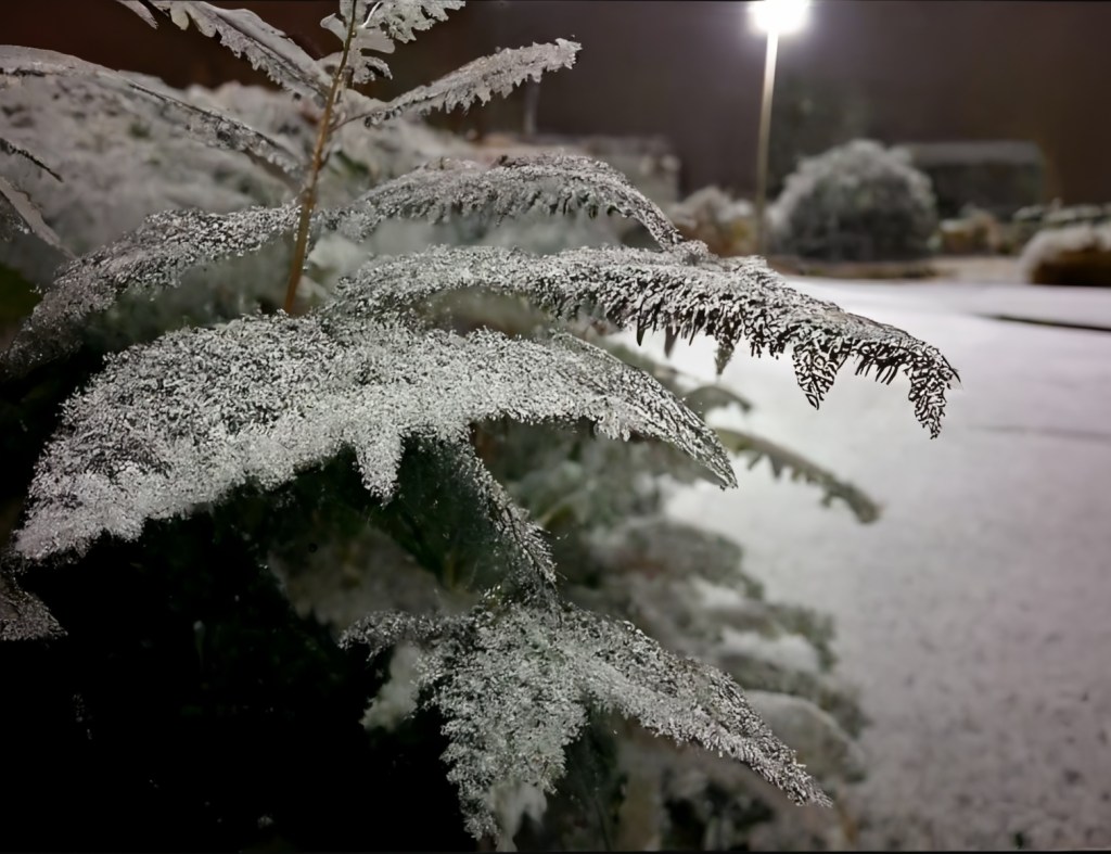 snow, ice, hoar frost. Night view.