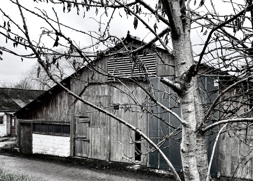 Black and white photo of an old wooden barn and its very large sliding door. Work sheds in the background. winter-bare tree in the foreground.