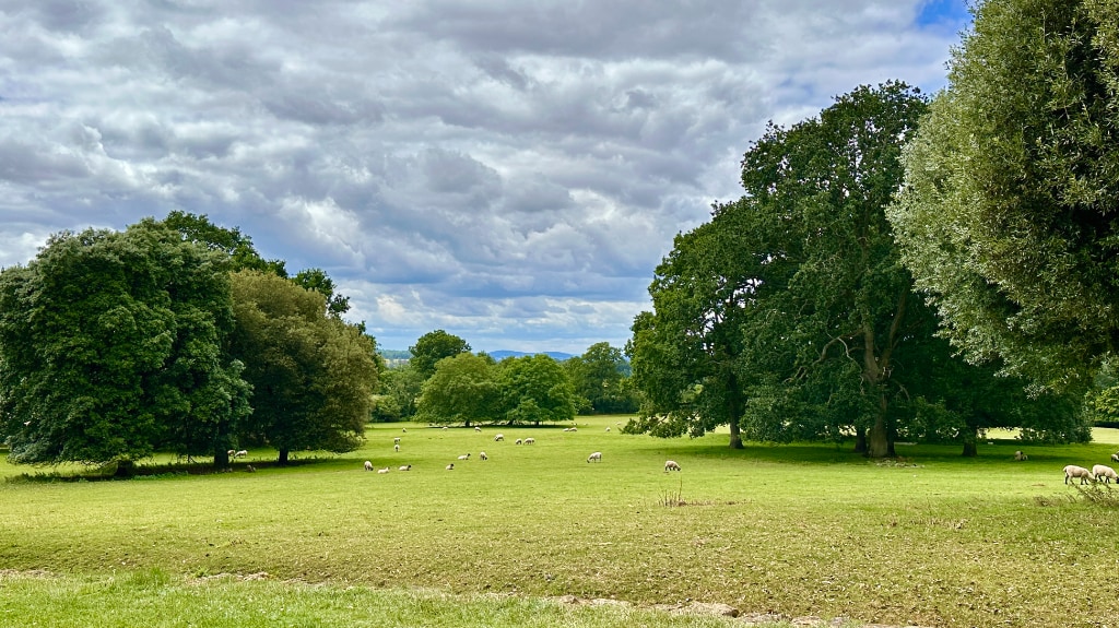 Open fields with sheep, and old oaks at Hidcote Gardens - National Trust.