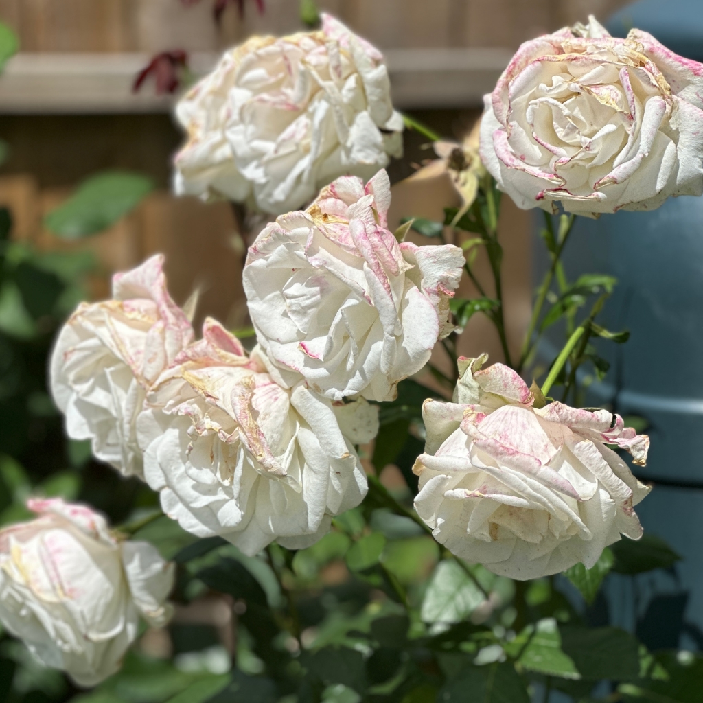 white roses photo, iPhone 14MaxPro