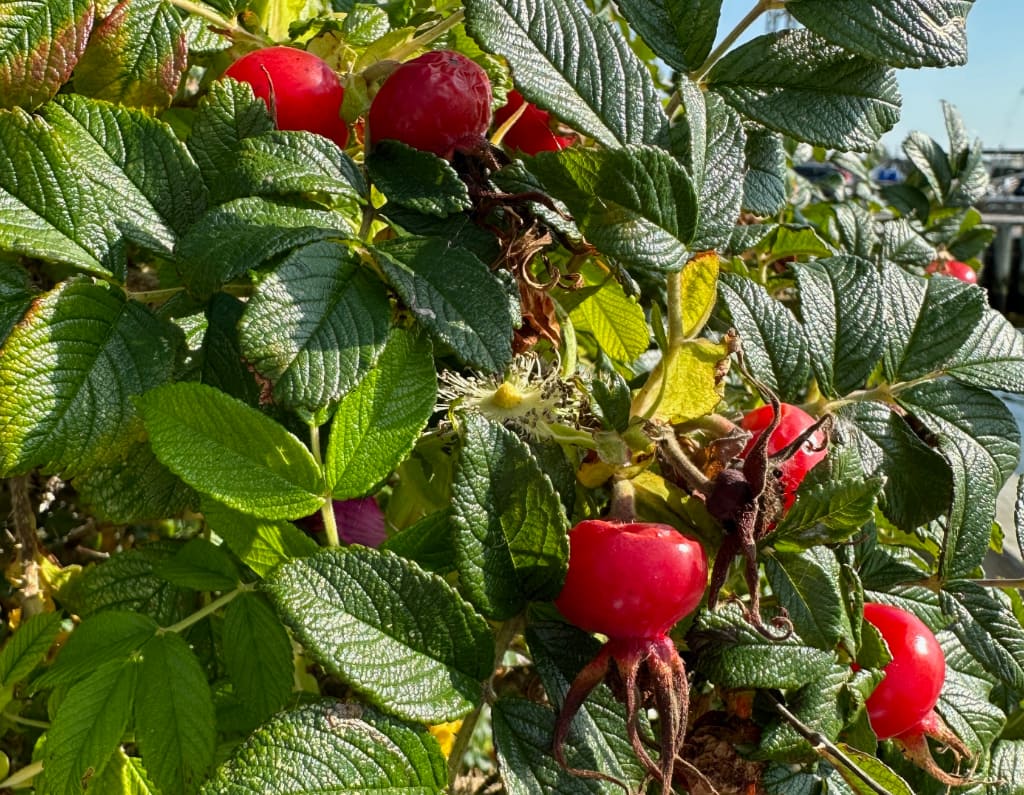 wild rosehips 