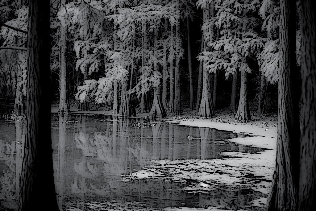 AI art: B&W, lake, pine trees.
