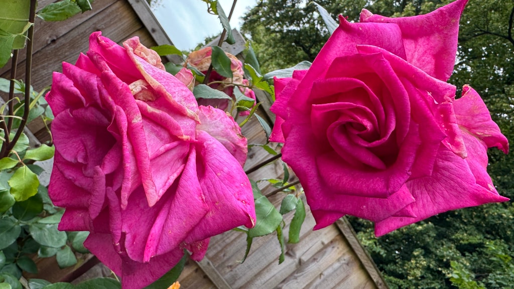 reddish pink roses from my garden