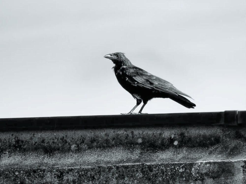 B&W image of a crow