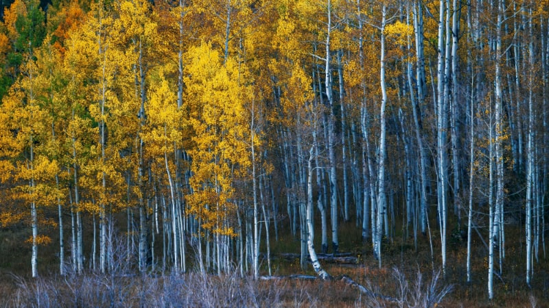 birch forest with autumn colours