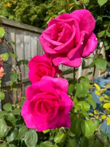 roses setting buds again