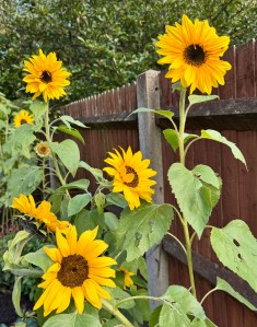 sunflowers in the garden