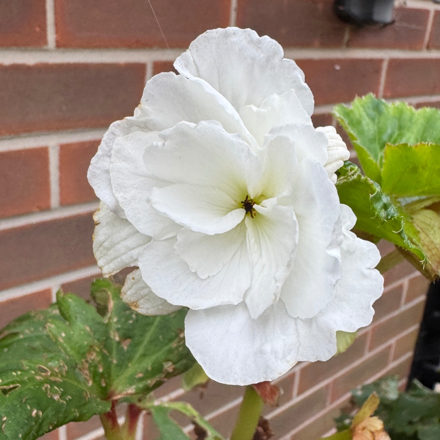white begonia, photo