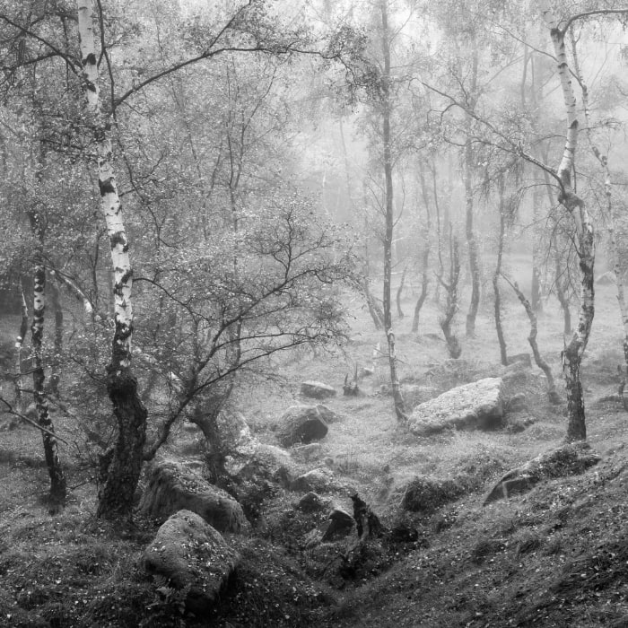 B&W photo of the Oldhouse Warren (forest)